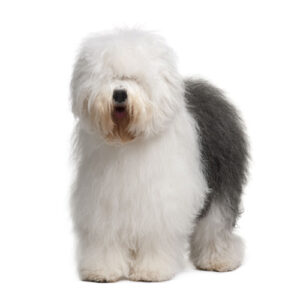 Multiolcular defect in Old English Sheepdogs