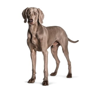 Exercise induced paroxysmal movement disorder in Weimaraners