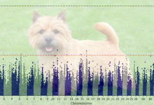 Norwich Terrier GWAS PxD