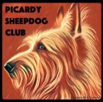 picardy-sheepdog-uk