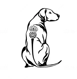 rhodesian-ridgeback-club-scotland